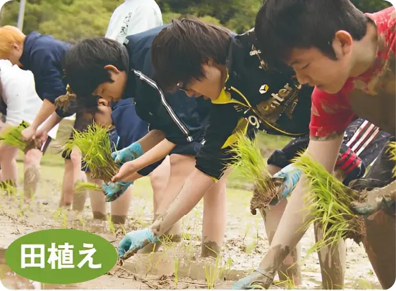 田植え